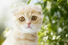 猫被放在后备箱，在50℃高温脱水而死，如何预防炎热夏季猫中暑？图片