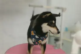 狗狗没等到主人，就被工作人员抱去洗澡了，汪：终究还是我一个人图片