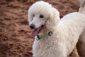 打工人称这6种狗为"狗中贵族"，你养得起吗？图片