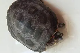 乌龟在家里下蛋，主人拿来当鸡蛋煎着吃，出锅那一刻懵了图片