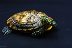 乌龟怎么养？重点在于这5个方面，新手养龟不再迷茫图片