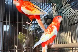 4种颜值超高的玫瑰鹦鹉，红宝石玫瑰鹦鹉真好看，可惜宠物性太差图片