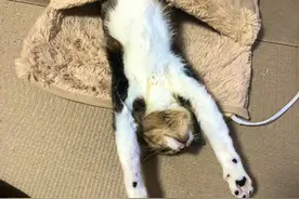 狸花猫为了地暖上演爱恨情仇，铲屎官默默吃瓜，猫咪：友谊算什么图片
