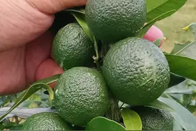 微新生物柑橘种植知识：沃柑疏果的原因、作用、时间和方法图解图片