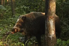北京松山好热闹！豹猫四处闯祸，狗獾嬉戏打闹，野猪没事蹭树皮图片