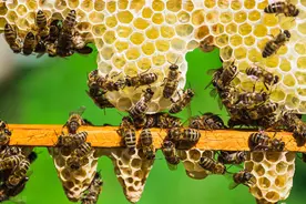 新蜂王羽化出房时间不确定，避免处女蜂王咬台，养蜂人做好这2步图片