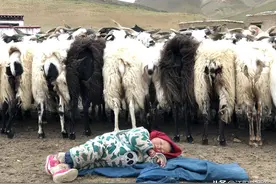 西藏阿里往事录：牧区生活剪影图片