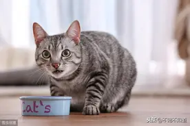猫奴须知！猫咪生病时的警讯（上）图片