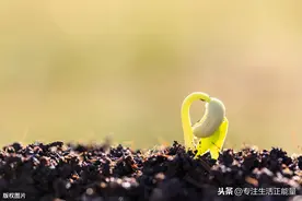 人在低谷时，是扎根的最好时机图片