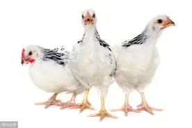 禽群出现跛行，肿胀，不能站立，原来是病毒性关节炎在作怪图片