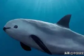 百万诱惑下偷捕的受害者--加湾鼠海豚，只盼能留住你更久图片