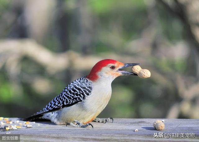 详解宠物鸟饲养过程中，常见内、外科疾病的症状及防治方法