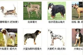 这张系列图教你，认识狗狗的种类图片