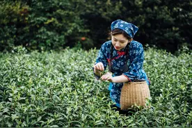 普洱茶的工艺制作，纯手工、原生态？图片