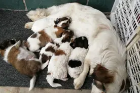 一窝狗里面如何挑选出好狗？懂行的人都会用这6个方法图片