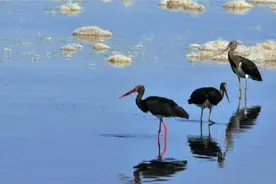 刷新观念了，原来敦煌不仅有大漠黄沙，还有上万只水鸟过境图片