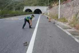 在高速行驶时，突遇石块是躲还是撞？老司机：再说最后一次，牢记图片