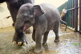 印尼动物园小象宝宝亮相，紧紧依偎母亲一起玩耍图片