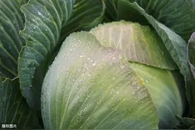 甘蓝栽培技术及病虫害防治，做好田间管理，想不高产丰收都难图片