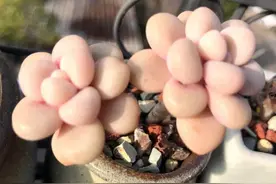 深秋里，小家碧玉般的拇指盆多肉图片