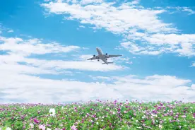 双流空港花田图片