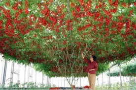 西红柿长成“大树”，一年挂果6000斤，一棵吃一年，就怕你不会种图片