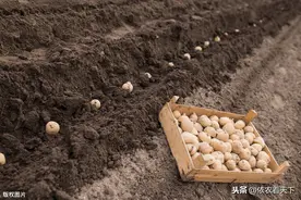 马铃薯“黑心”危害大，虽为贮藏病害，但要想预防发生得从种开始图片