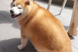 女子带柴犬出门散步，却总被人误认为是海豹：这体型认真的吗？图片