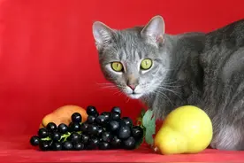 铲屎官想陪主子吃饭，猫却发出呜呜警告声，要知道护食是一种交流图片