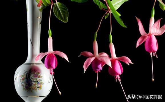 教师节到了！能送给老师的除了鲜花束，还有这几种花