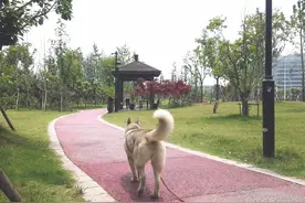 带哈士奇出去逛公园，居然都跑累了：你不是能拆家吗？站起来啊图片