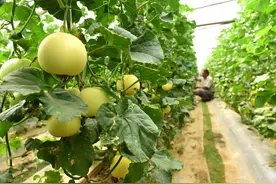 甜瓜苗期出现黄叶怎么办？这些管理要点赶紧看看图片