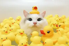 猫咪戏水？刷新了我的认知图片