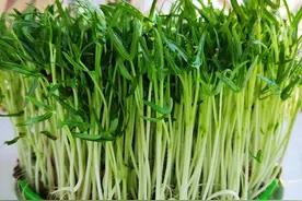 以前空心菜都是买着吃，这回用菜籽自己种的，不用土11天就能吃了图片