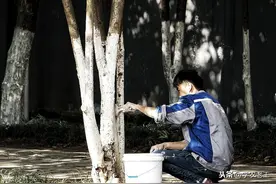 防病虫，抗冻害！果树涂白好处多！2个配方，教你在家自制涂白剂图片