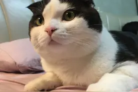 「猫咪日记」记录美好生活图片