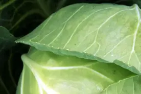 推荐！这几个蔬菜种，耐高温，又耐雨水！农户夏天可以种图片