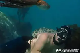 9.4分纪录片！“章鱼老师”和人类的跨种族友情图片