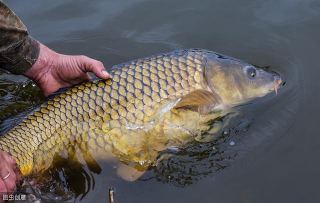 正值繁殖季节,鲫鱼鲤鱼该怎么钓?记住这些方法上大鱼不难