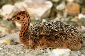 残疾小鸵鸟遭到黄鼠狼袭击，它忍着被噬咬的剧痛，啄瞎黄鼠狼双眼图片