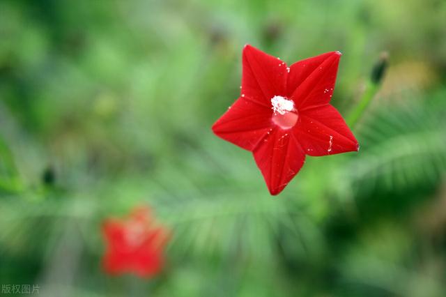 五角星花图片_植物知识网