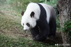 从胎神到轮胎，这句四川方言在泸州的进化，可能要把你整神图片