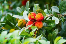 杨梅嫁接栽培技术，掌握科学管理知识，帮助种植户提高经济效益图片