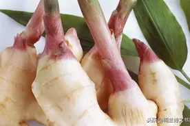 雨兰原创植物美文：姜是一种神秘的存在，姜的种植与收获也很神秘图片