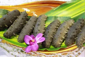 吃海参真的会身体倍儿棒？医生为您深度解读其营养价值、药用功效图片