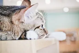 猫爱喝马桶里面的水，有点恶心，那猫喝了马桶水会生病吗？图片