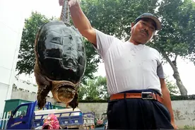 江苏鱼市现16斤鳄龟，食量惊人一天能吃30斤鱼虾，处理是个大难题图片