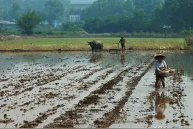 2021年了，土地流转多少钱一亩了呢？图片