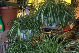 夏养吊兰有“三怕”，避开猛窜芽不黄叶，野性足40℃也生机勃勃图片