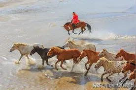 策马奔腾，策马奔腾图片